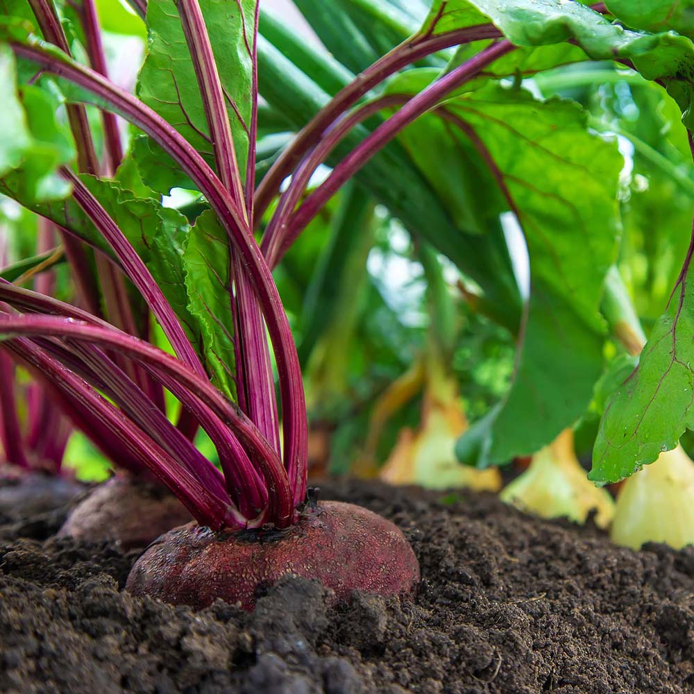 Vegetables growing the garden